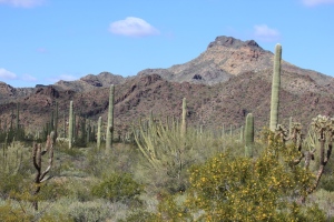 Organ Pipe Cactus National Monument: Is it Really America's Best ...